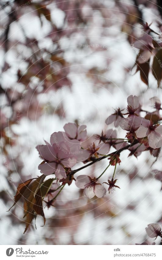 Cherry blossom in pale pink cherry blossom Ornamental cherry Pink Blossom come into bloom Spring Spring celebration Early spring April Sun Light