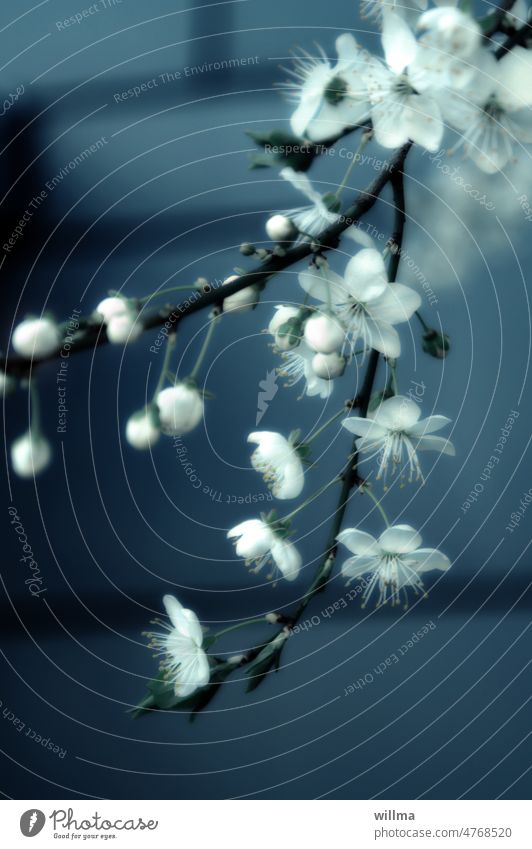 Blossom romance flowering twig blossoms Spring White Apple Blossom Delicate buds Bud blossom dream