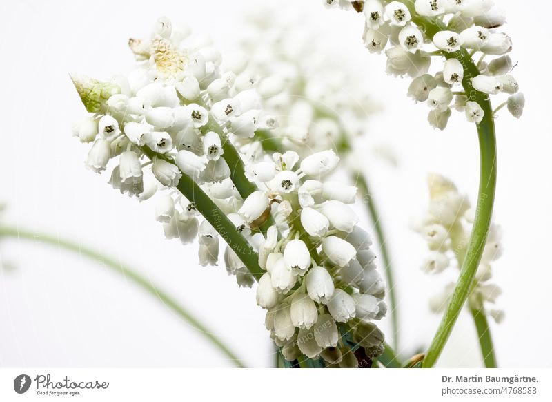 Muscari armeniacum, white flowering selection Armenian grape hyacinth White variety Variety 'Album blossoms inflorescence Spring Flowering neophyte bulb flower