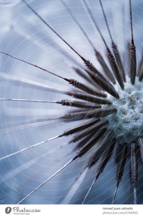 romantic dandelion flower in springtime plant seed white blue floral garden nature natural beautiful decorative decoration abstract textured soft softness