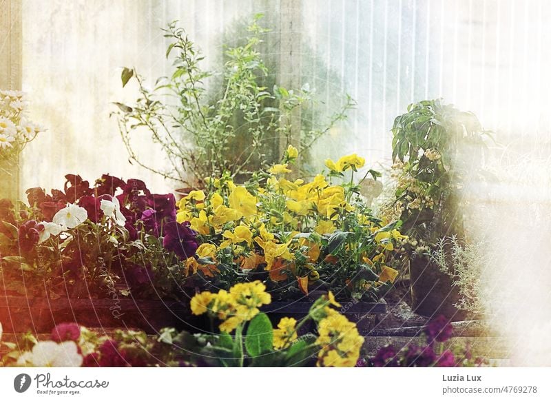 View through the shop window into a nursery Pane Glass reflection vernally Plant Flower Nature Blossoming Market garden Greenhouse do gardening Garden Light