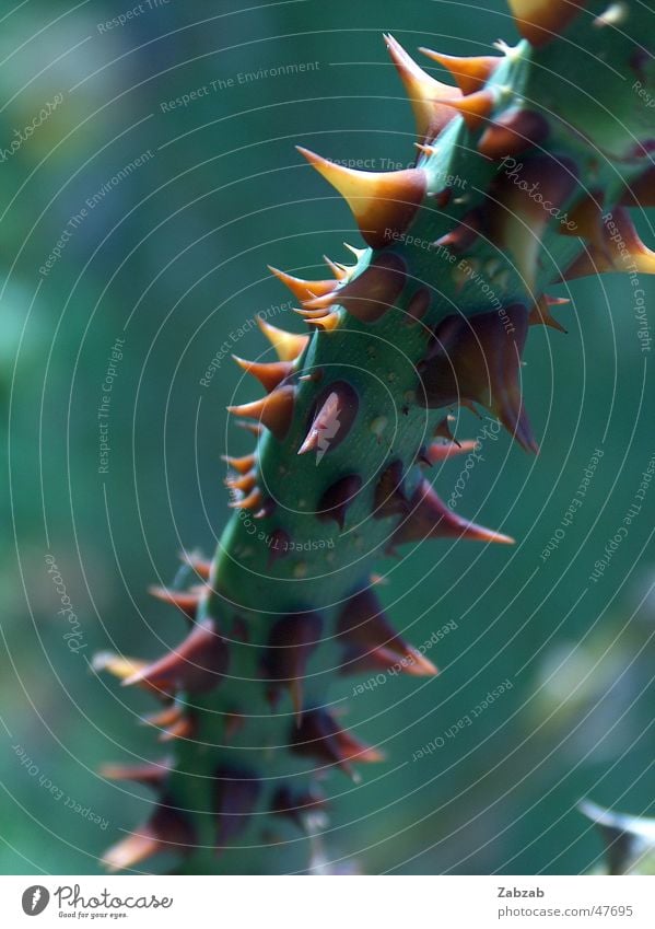 thorns Rejuvenate Spiteful Thorn Beautiful Sharp Rose Flower Plant Stalk Green Red Yellow Beige Nature Macro (Extreme close-up) Botany Part of the plant Pierce