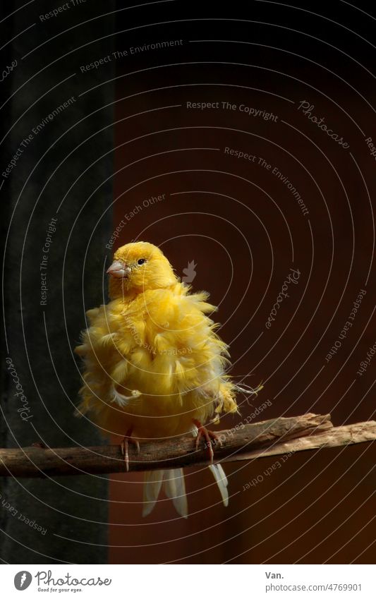 yellow parakeet on branch Bird Parakeet Yellow Branch Nature Animal feathers fluffy Portrait format Colour photo Animal portrait pretty Deserted Exterior shot