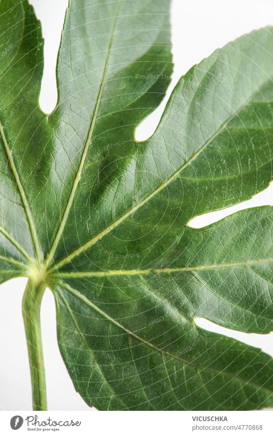 Palm leaf close up on white background. Green leaf details. palm leaf green leaf top view botany flora natural nature pal leaf plant texture