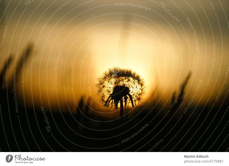 Dandelion (dandelion) in the sunset with beautiful bokeh. At evening hour nature shot balcony plants beauty bloom dreamy early bloomers outdoor light mood