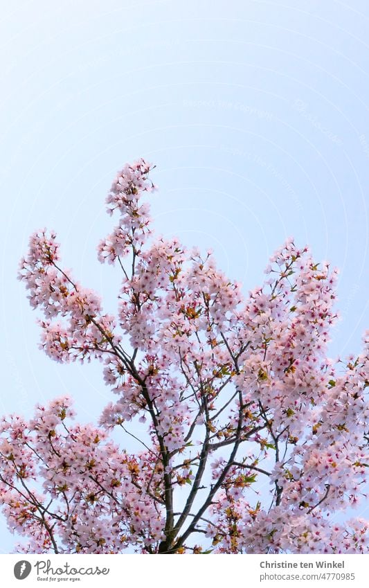 Pink flowers of ornamental cherry against light blue sky Flourishing blossoms Blossom Spring fever Plant Nature Garden Park naturally pretty pink Blossoming