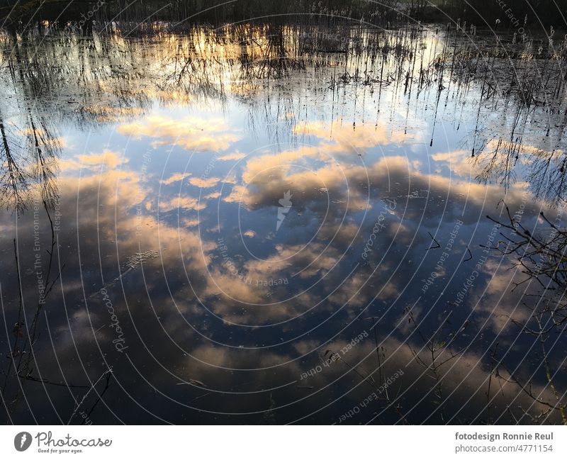 Reflection of clouds and sky in a pond Lake Pond reflection Water Clouds Sky Blue Common Reed evening light Calm windless Deserted Surface of water Nature Idyll