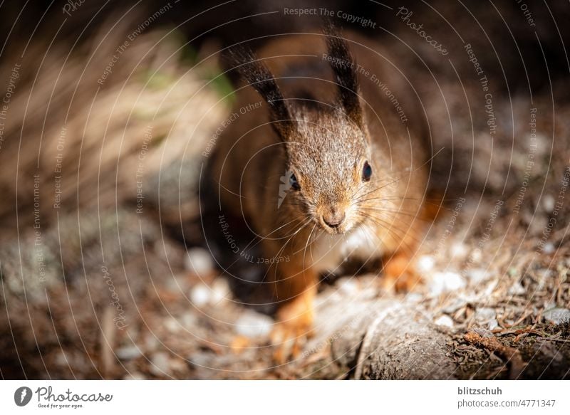 Curious squirrel oakhorn Squirrel Curiosity Animal rodent Nature nature animal world small animal cute sweet Wild animal Animal portrait Cute Rodent Brown