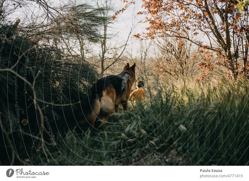 Dog looking to child German Shepherd Dog Pet Animal Colour photo Shepherd dog Animal portrait Looking Observe Child childhood Together togetherness Friendship