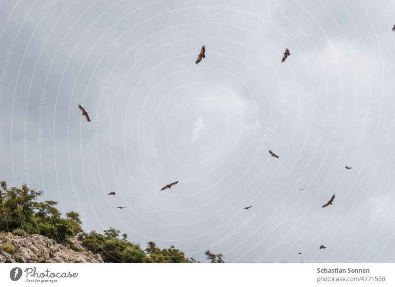 Many vultures flying in cloudy gray sky over island Krk, Croatia Animal Bird Nature Vulture Sky Blue Flying Europe griffon naturally Looking plumage flight