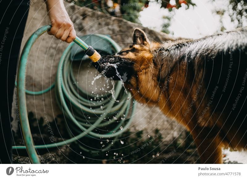 Dog drinking from water hose Pet German Shepherd Dog Animal Colour photo Exterior shot Pelt Animal portrait Nature Drinking Water Hose Dog's head Day