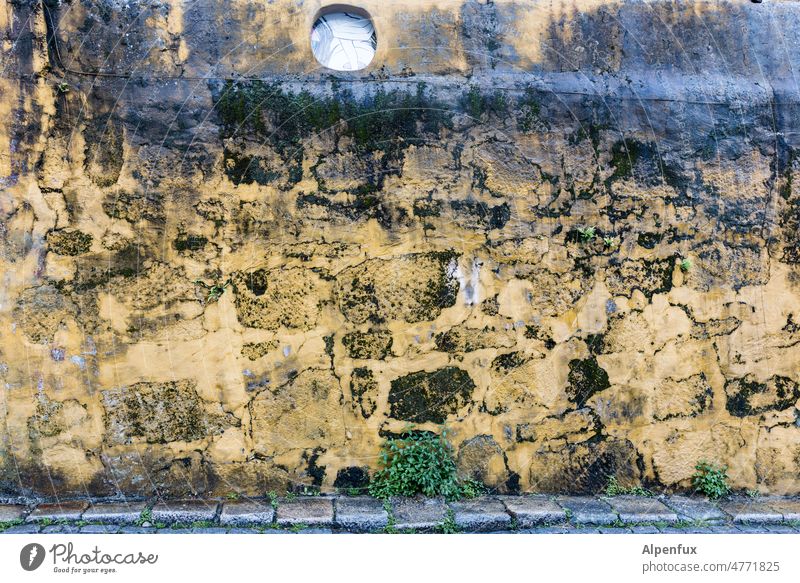 Nature graffiti Wall (barrier) Wall (building) Decline Old Transience Colour photo Deserted Facade Building Moss Gray (horse) Broken Past Change Exterior shot