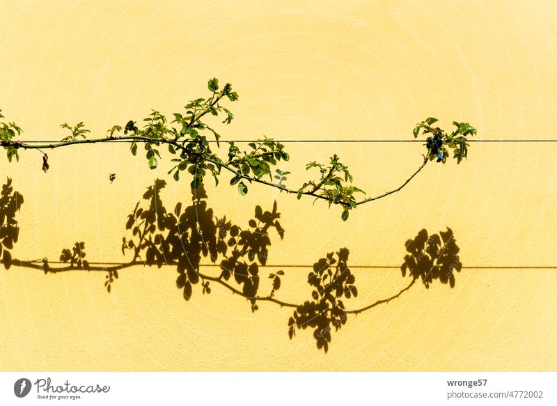 A green shoot of a climbing rose grows along a horizontal tension rope in front of a yellow house facade Rambler rose pink Instinct Tendril vine Green thumb