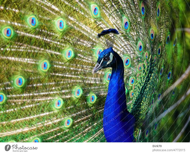 Portrait of peacock doing cartwheel Peacock Peacock feather peacock feathers Cartwheel Bird Animal portrait Spring Spring fever courtship pose posing pretty