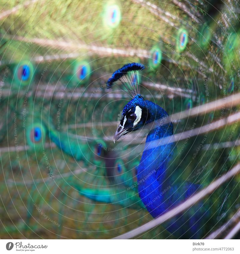 Portrait of a peacock beating a wheel Peacock Bird Animal portrait Colour photo Exterior shot pretty Feather Peacock feather Esthetic Beak Deserted 1 courtship