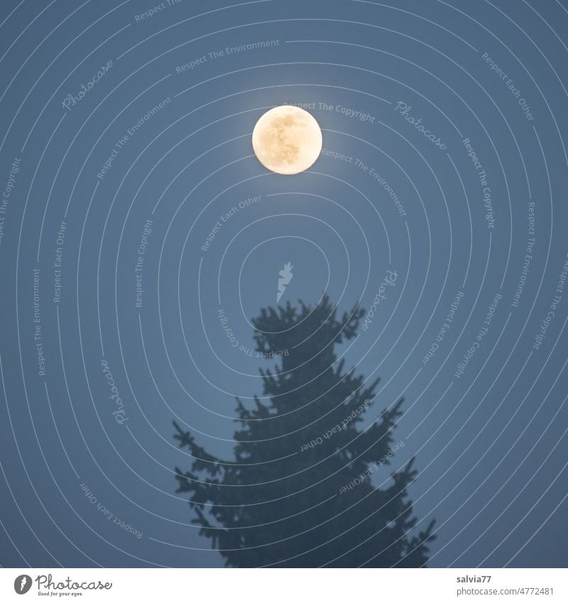 Full moon over the top of the fir tree Full  moon Moon Night Tree Fir tree Treetop Night sky Dark Sky Nature Moonlight Illuminate Silhouette Deserted Light