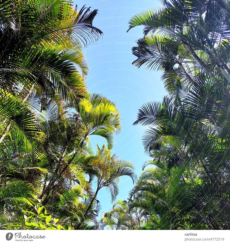 Paradise | Unwind under a green canopy of leaves Sky Blue palms Green Worm's-eye view Break vacation Dream Vacation & Travel Summer Palm tree Palm frond Nature