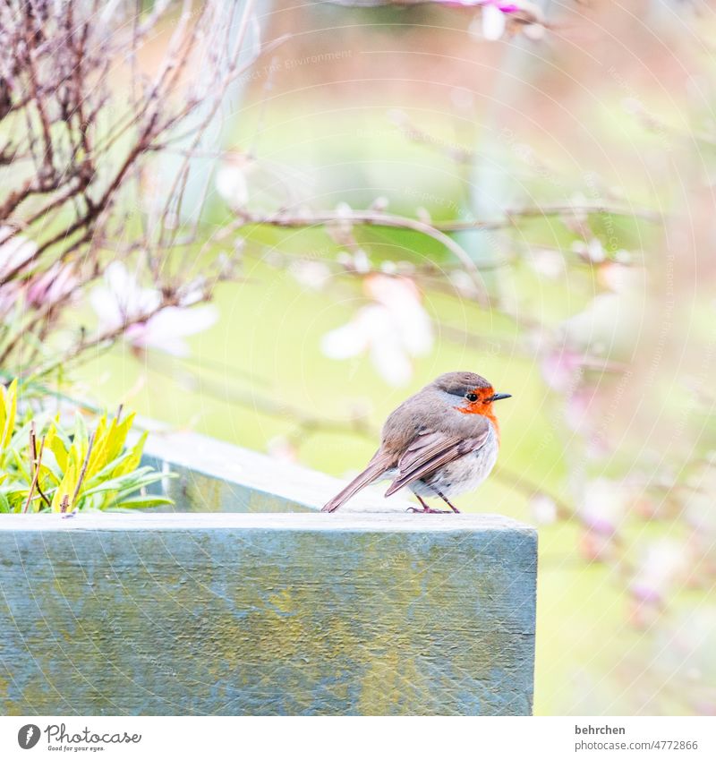 hugging ball Nature songbird Feed Wild animal Summer Lavender Spring Seasons animal world Exterior shot Garden raised Ornithology Colour photo Animal Feather