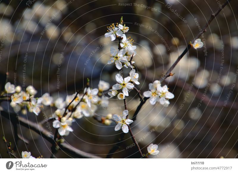 Blackthorn flowers Plant deciduous shrubbery Spring flowering plant blackthorn Prunus spinosa Twig blossoms White five-country-long