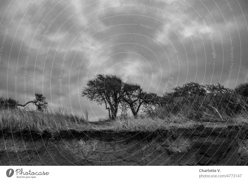 Breakaway Edge | Beyond Africa - on the Baltic Sea Coast break-off edge trees Tree Nature Landscape Exterior shot Deserted Environment Sky Day Dramatic skew