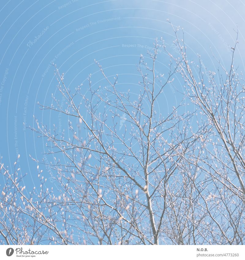 Buds on branches against the blue sky Sky Cloudless sky Blue sky Deserted Exterior shot Colour photo Beautiful weather Day Copy Space top Nature Tree Light