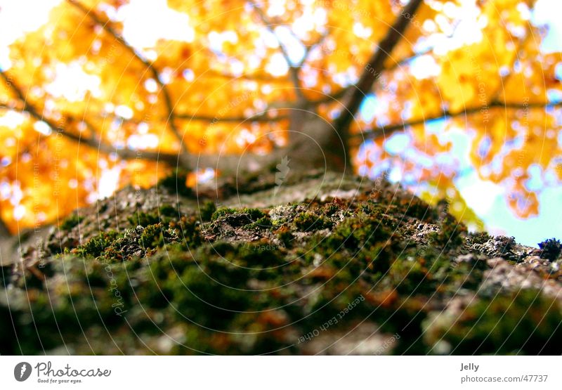 beetle perspective Tree Autumn Yellow Tree bark Green Brown Sky Nature