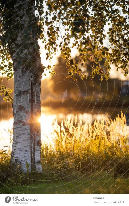 Swedish birch Vacation & Travel Tourism Nature Landscape Plant Water Sun Summer Warmth Tree Grass Leaf Field Lakeside Bay Yellow Gold Birch tree Tree bark White