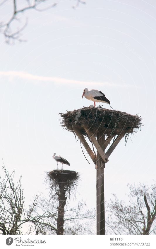 at the Dümmer the white storks are back from their winter quarters spring Bird Migratory bird nature conservation Love of animals White Stork Protection