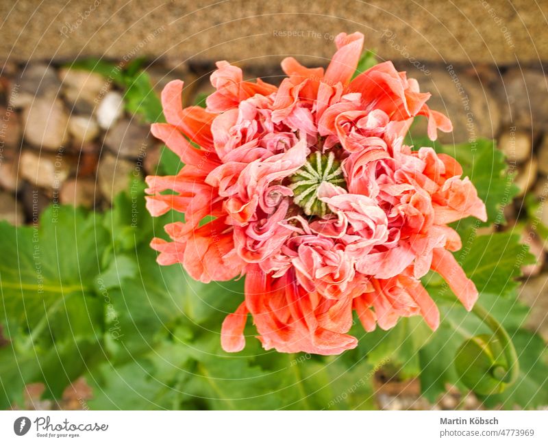 Poppy flower in close up. Filigree petals in pink with green leaves in background. corn poppy meadow papaver rhoeas red balcony plants effect spring black