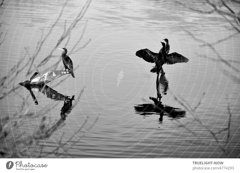 Three cormorants sit on branches in the lake, two bird(s), a third looks away shamefacedly Cormorant three cormorants waterfowls on the lake Lake Nature Sit