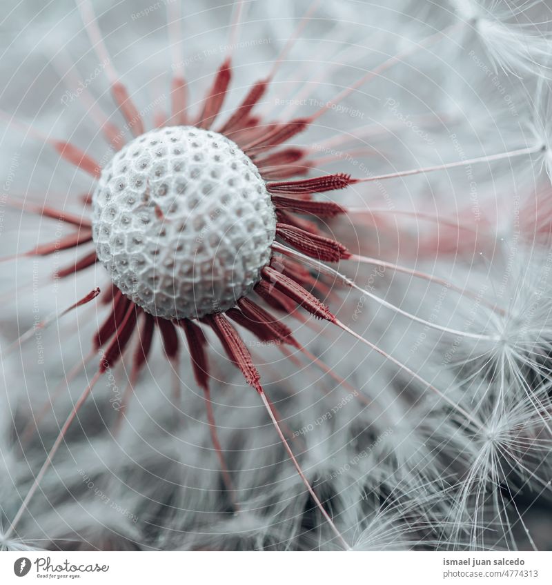 dandelion flower seed in spring season plant white floral garden nature natural beautiful decorative decoration abstract textured soft softness background