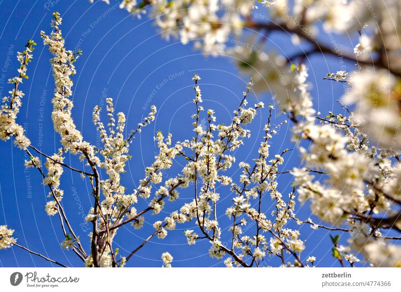 cherry blossoms Branch Tree Relaxation awakening spring Spring spring awakening Garden Sky allotment Garden allotments bud Deserted Nature Plant Holiday season