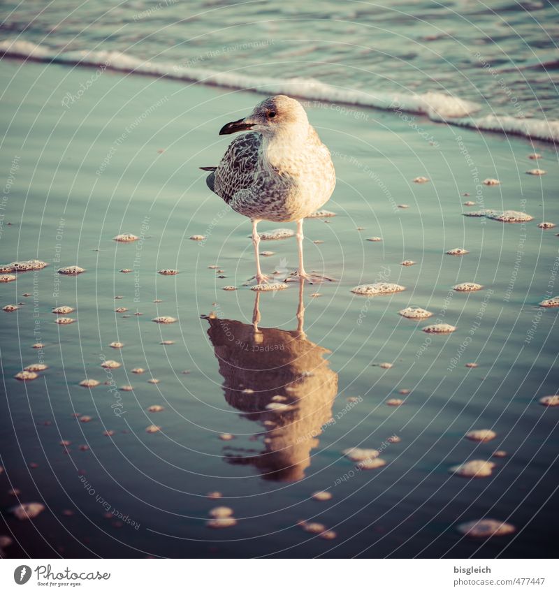 Seagull V Ocean Water Waves Coast Beach Baltic Sea Bird 1 Animal Looking Stand Blue Brown Green Colour photo Exterior shot Deserted Day Reflection