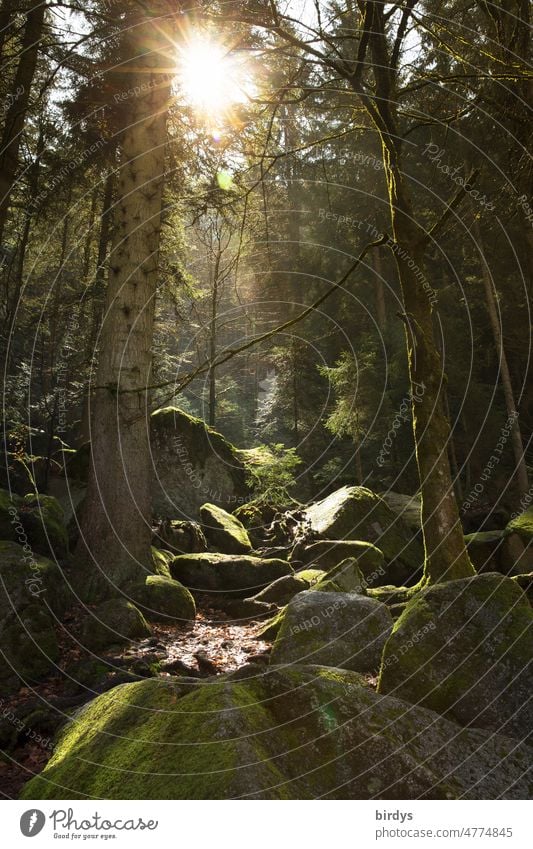 Nature, forest with boulders and bright sun against the light Forest Rock Sun Ethnic trees Untouched Sunbeam Mountain Moss Back-light stones Mixed forest