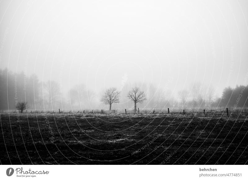 In hiding Covered Dreary Clouds Calm Environment Nature Meadow Field trees Landscape Exterior shot Cold chill Seasons Weather silent Deserted acre Agriculture