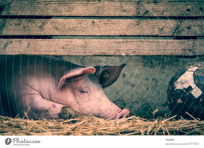 Inert pig and soccer on the floor of the barn Food Meat Sausage Nutrition Vacation & Travel Tourism Sports Foot ball Agriculture Forestry Animal Barn Farm