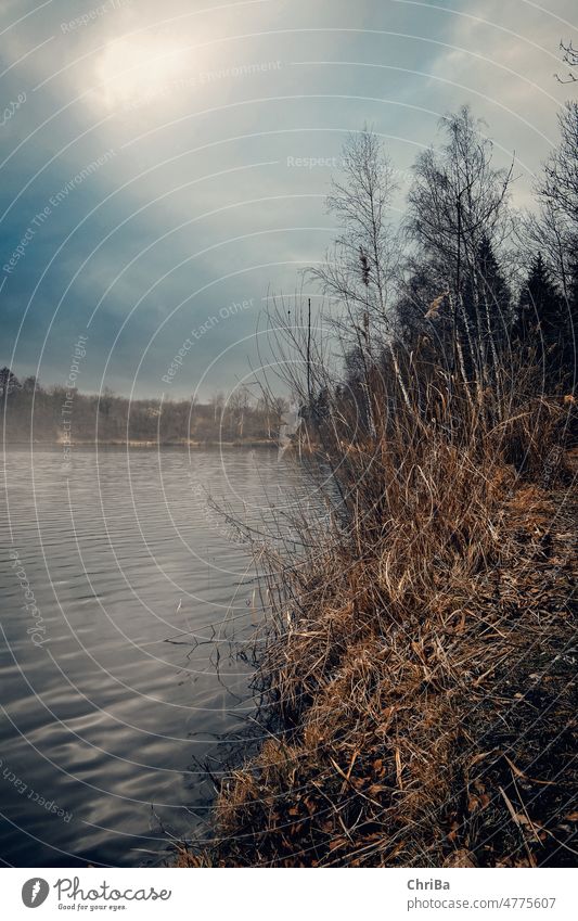 Lake in winter (sedge, birch, fir trees) in back light Reed, Lake, Backlight, Water, landscape Nature Exterior shot Lakeside Reflection Deserted Idyll Sky