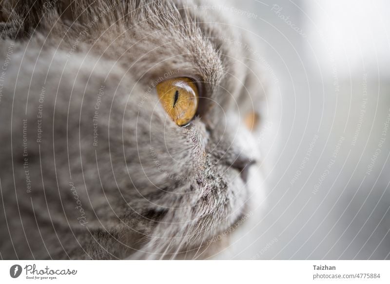 Scottish straight cat yellow eye macro shot pet kitten face animal green beautiful closeup look fur head portrait tabby white black cute background colours grey