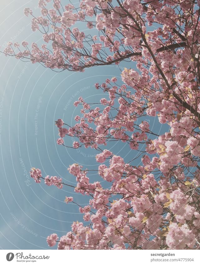 Kitsch as kitsch can Cherry blossom Cherry tree cherry blossom pink Pink Blue Baby blue Spring Blossom Nature Tree Blossoming Spring fever Park Exterior shot