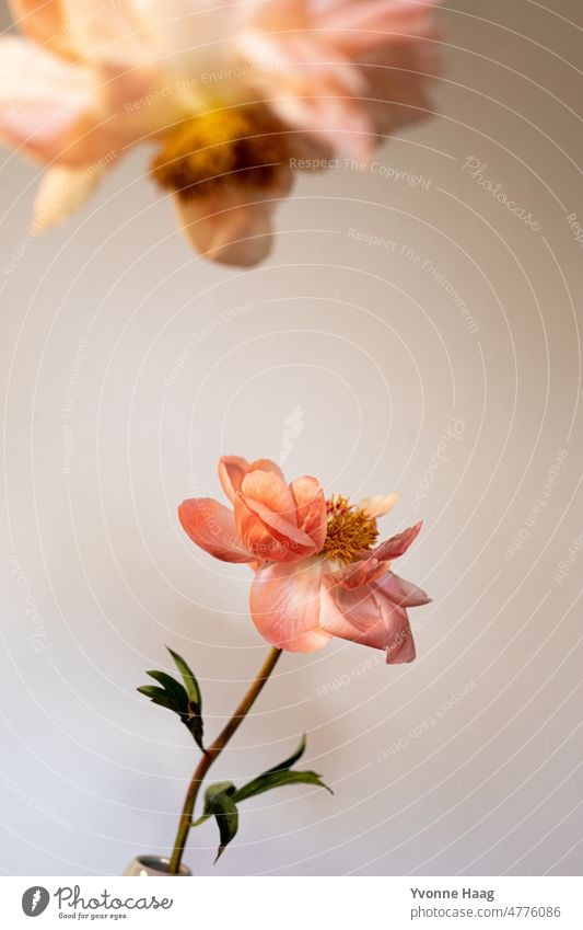 Peony in focus Bouquet flowers Pentecost Vase English French Still Life Still life photography Plant apricot Pink Green green background Wallpaper Blossom