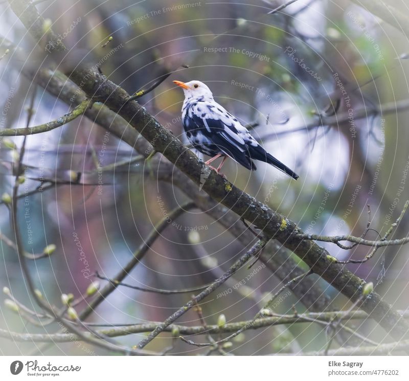 Black and white spotted blackbird lucism a freak of nature blackbird male Leucism Lucius Bird naturally birds Environment Colour photo Wild animal Exterior shot