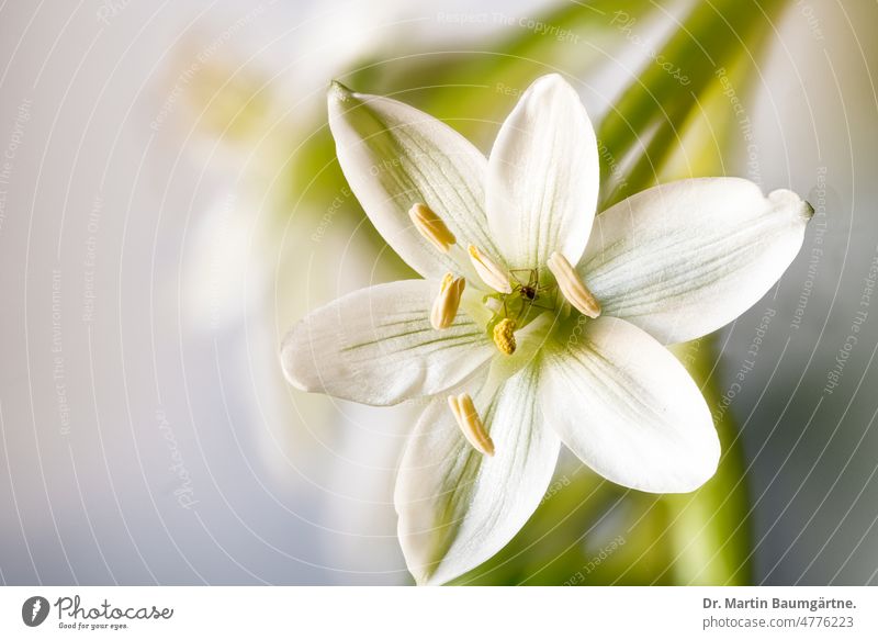 Milk star, Ornithogalum, white flower Blossom blossom White Spring Flowering asparaguses Asparagaceae shallow depth of field High-key High Key Photo