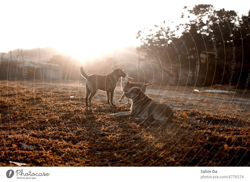 A dog family united under a beautiful sunset Dog dogs doggy Animal Animal portrait animals Animal family Animal face Animalistic Animal protection Pet pets