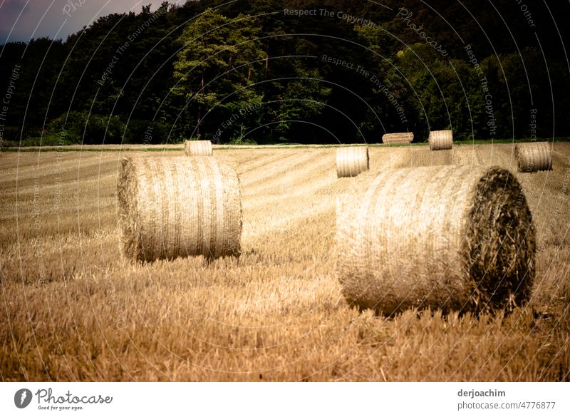 The wheat is harvested. The rest is rolled. Ready for transport. Field Grain Wheat Ear of corn Nature Grain field Exterior shot Agriculture Cornfield Nutrition