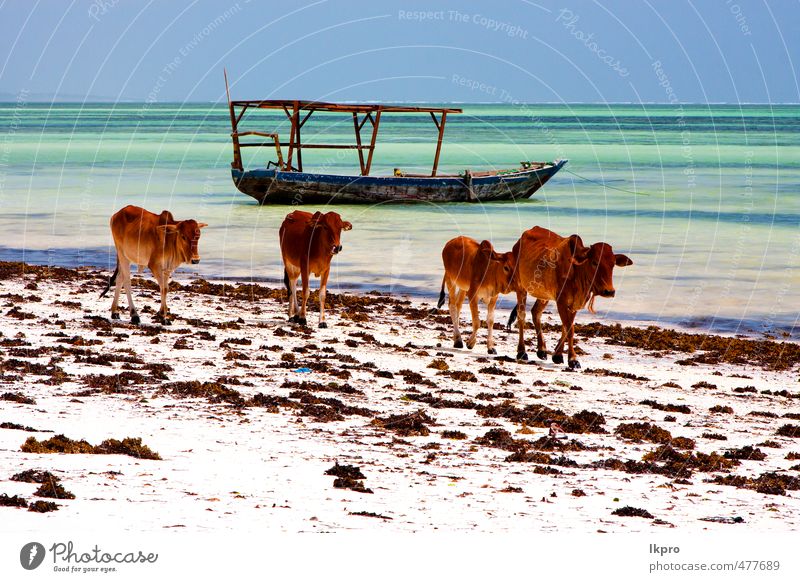 pirague in the blue lagoon relax of zanzibar africa Vacation & Travel Tourism Trip Beach Ocean Island Waves Sailing Nature Animal Sand Clouds Rock Coast