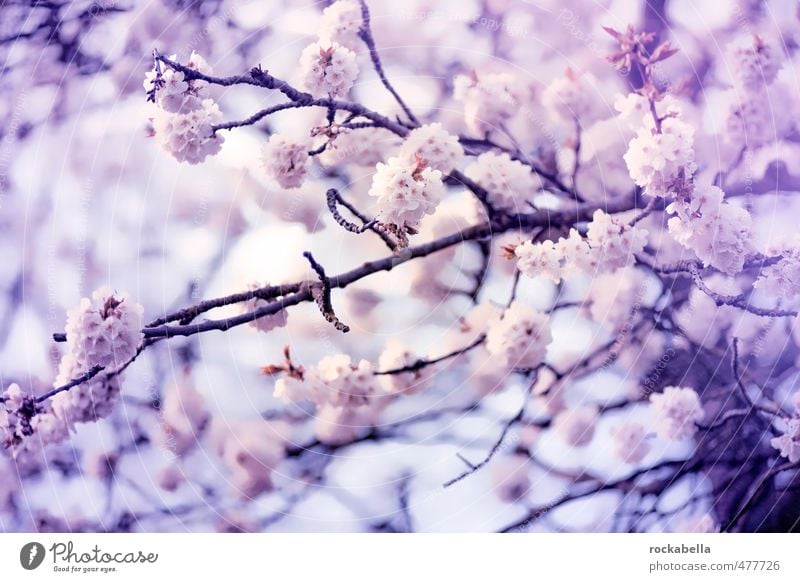 cherry blossoms Nature Plant Blossom Blossoming Fragrance Cherry blossom Spring Colour photo Exterior shot Back-light Shallow depth of field