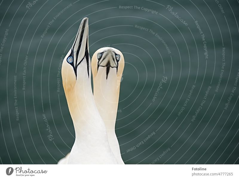 Two gannets in love, with beautiful blue eyes, greet each other joyfully. I know they can't show it like that on their faces. Northern gannet Bird Animal