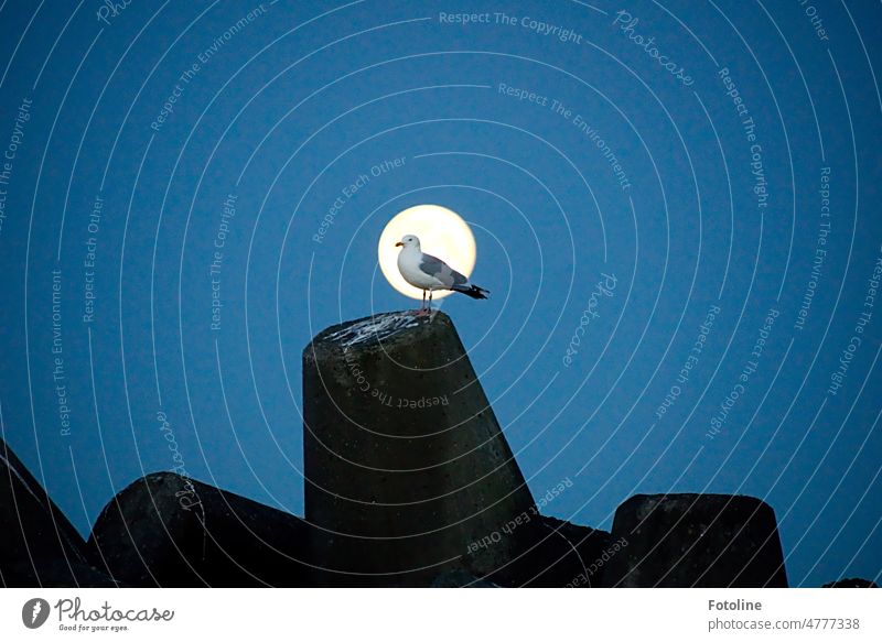 A seagull sits on a fully pooped TetraTetrapod on Helgoland against the dark blue sky, framed by the wonderfully large full moon. Seagull Bird Sky Blue Freedom