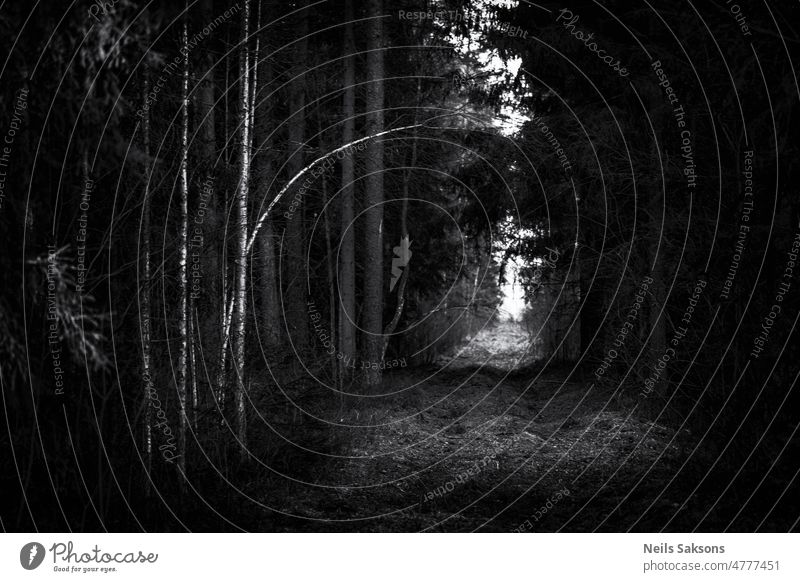 crooked birch over walkway, gloomy forest path, bright perspective black dark Black & white photo footpath grass skew tree nature latvia spring straight