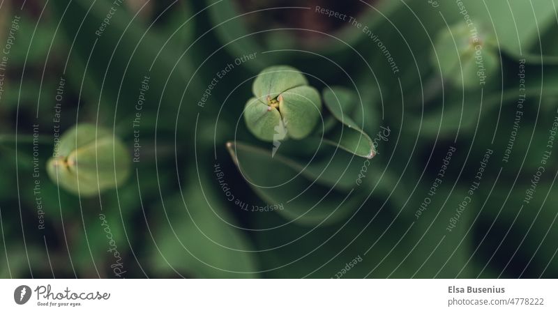 closed tulip buds Tulip Closed Plant Nature Green Flower Blossom Spring Shallow depth of field Exterior shot Close-up Colour photo Garden Detail